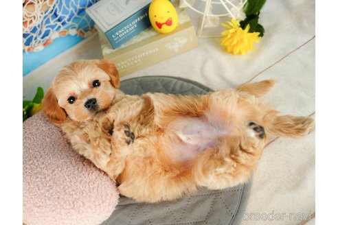 成約済の千葉県のミックス犬-362606の3枚目