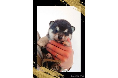 成約済のの柴犬-361365