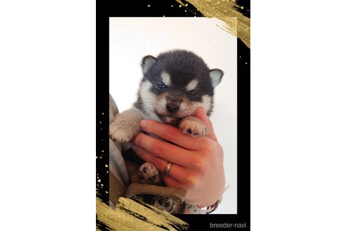 成約済の栃木県の柴犬-361365の2枚目
