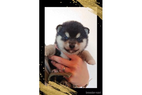 成約済の栃木県の柴犬-361365の3枚目