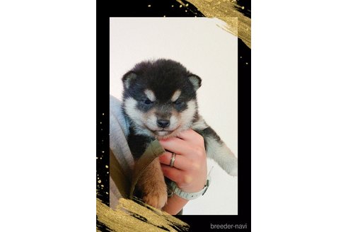 成約済の栃木県の柴犬-361365の4枚目