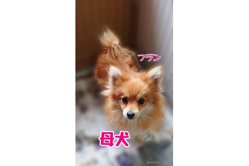 フランちゃん1枚目