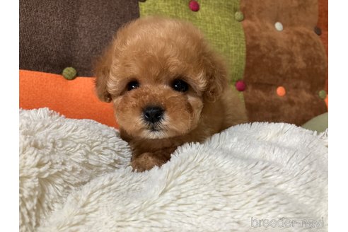 成約済の福岡県のティーカッププードル-362482の8枚目