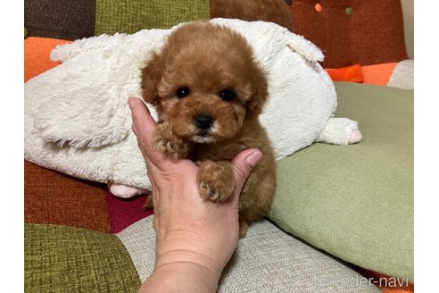 成約済の福岡県のティーカッププードル-362482の1枚目
