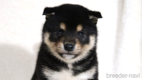 成約済の滋賀県の柴犬-362484の1枚目