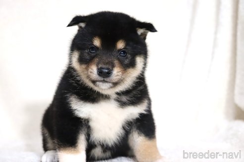 成約済の滋賀県の柴犬-362484の15枚目