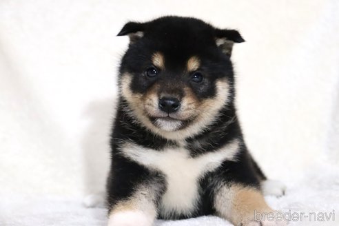 成約済の滋賀県の柴犬-362484の13枚目