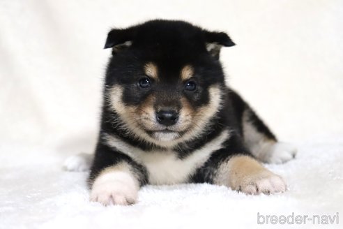 成約済の滋賀県の柴犬-362484の12枚目