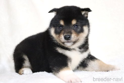 成約済の滋賀県の柴犬-362484の10枚目