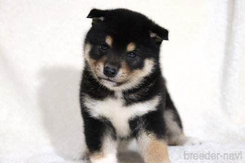 成約済の滋賀県の柴犬-362484の9枚目