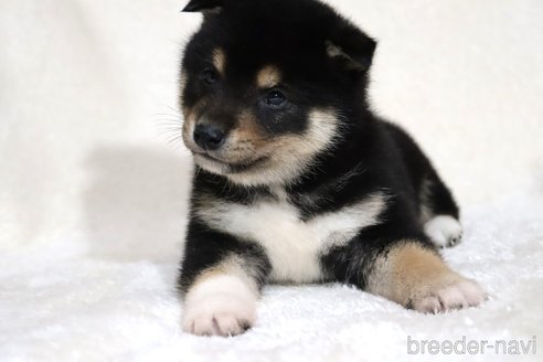 成約済の滋賀県の柴犬-362484の8枚目