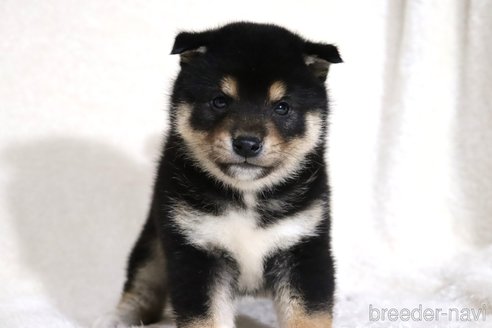 成約済の滋賀県の柴犬-362484の7枚目