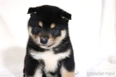 成約済の滋賀県の柴犬-362484の6枚目