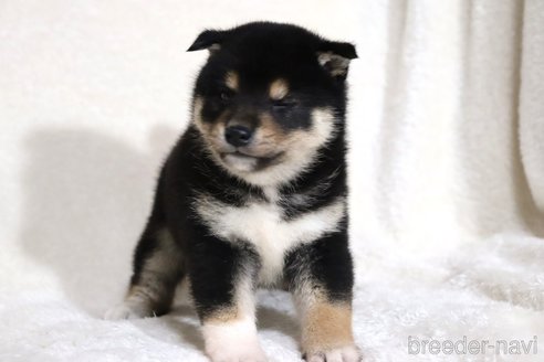 成約済の滋賀県の柴犬-362484の5枚目