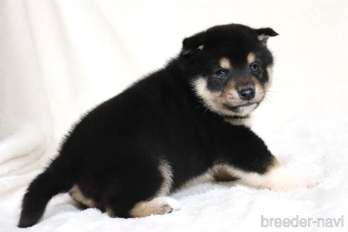 成約済の滋賀県の柴犬-362484の4枚目