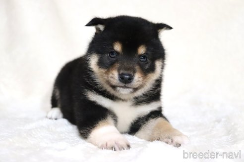 成約済の滋賀県の柴犬-362484の3枚目