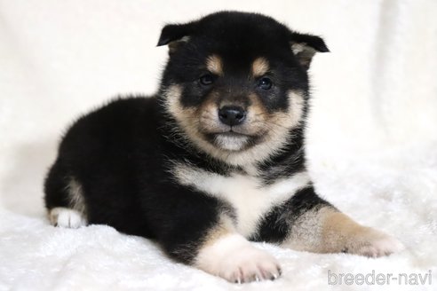 成約済の滋賀県の柴犬-362484の2枚目