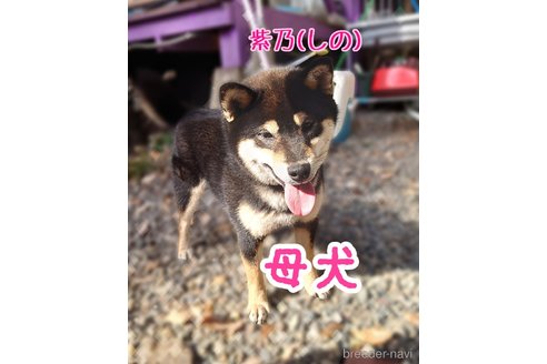 紫乃 ( し の )ちゃん1枚目