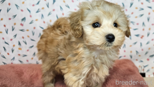 成約済の愛知県のミックス犬-349830の13枚目