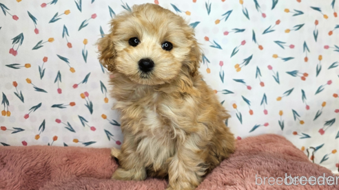 成約済の愛知県のミックス犬-349830の12枚目