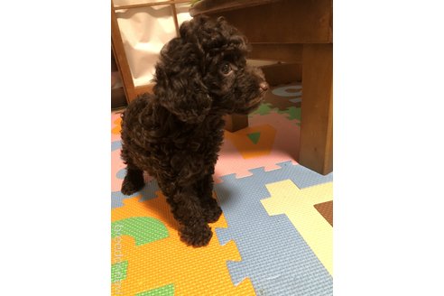 成約済の栃木県のトイプードル-358104の2枚目