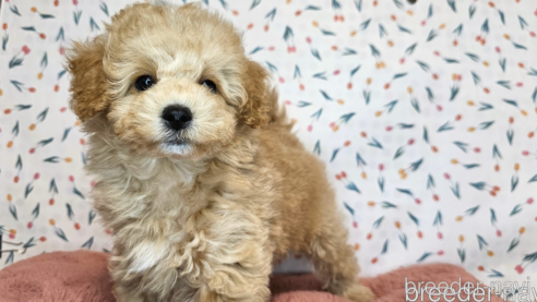 成約済の愛知県のミックス犬-349831の9枚目