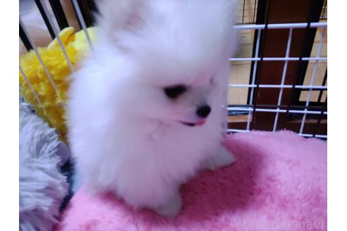 成約済の大阪府のポメラニアン-358651の11枚目