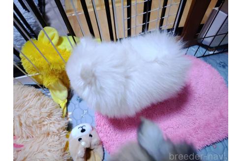 成約済の大阪府のポメラニアン-358651の10枚目