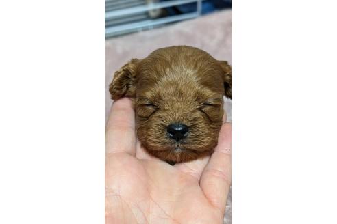 成約済の愛知県のコッカプー:アメリカンコッカースパニエル×トイプードル-362569の31枚目