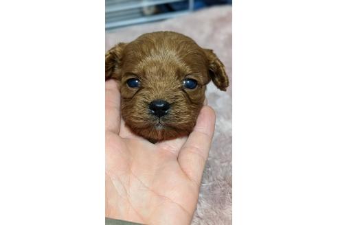 成約済の愛知県のコッカプー:アメリカンコッカースパニエル×トイプードル-362569の30枚目