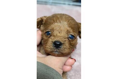 成約済の愛知県のコッカプー:アメリカンコッカースパニエル×トイプードル-362569の27枚目