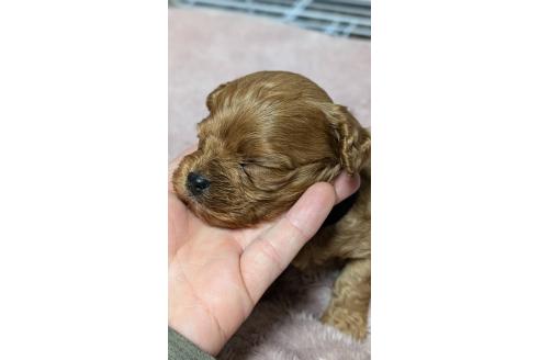 成約済の愛知県のコッカプー:アメリカンコッカースパニエル×トイプードル-362569の26枚目