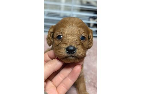 成約済の愛知県のコッカプー:アメリカンコッカースパニエル×トイプードル-362571の30枚目