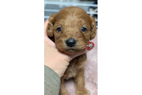 成約済の愛知県のコッカプー:アメリカンコッカースパニエル×トイプードル-362571の28枚目