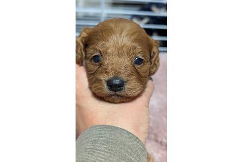 成約済の愛知県のコッカプー:アメリカンコッカースパニエル×トイプードル-362571の26枚目