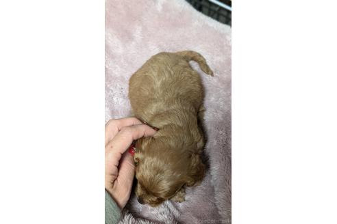 成約済の愛知県のコッカプー:アメリカンコッカースパニエル×トイプードル-362571の24枚目