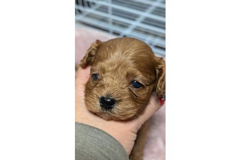 成約済の愛知県のコッカプー:アメリカンコッカースパニエル×トイプードル-362572の23枚目