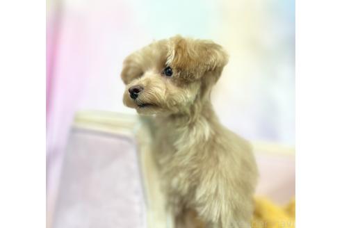 成約済の茨城県のマルプー:マルチーズ×トイプードル-330452の3枚目