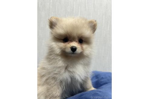 成約済の大阪府のポメラニアン-362697の1枚目
