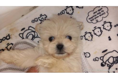 成約済の茨城県のミックス犬-362699