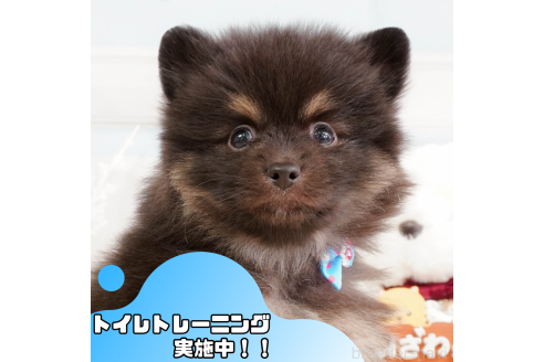 成約済の静岡県のポメラニアン-362701の1枚目