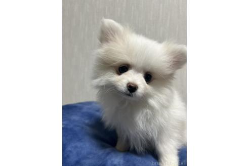 成約済の大阪府のポメラニアン-358393の5枚目