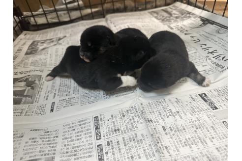 成約済の熊本県の豆柴-360231の2枚目