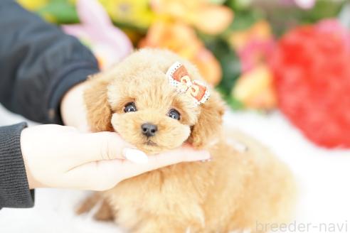 成約済の埼玉県のトイプードル-362713の4枚目