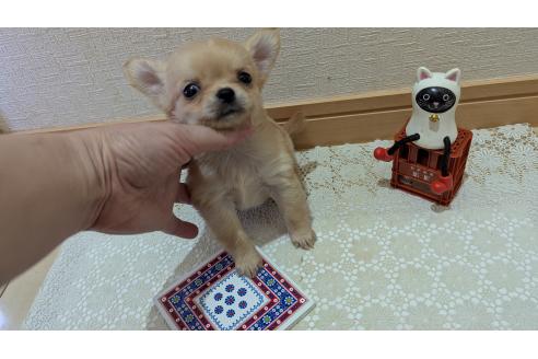 成約済の広島県のチワプー:チワワ×トイプードル-358079の75枚目