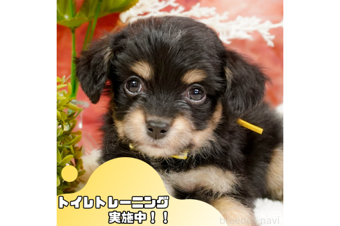 成約済の静岡県のチワプー:チワワ×トイプードル-362722の1枚目