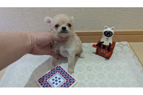 成約済の広島県のチワプー:チワワ×トイプードル-358081の64枚目