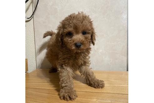 成約済の東京都のトイプードル-362739の1枚目