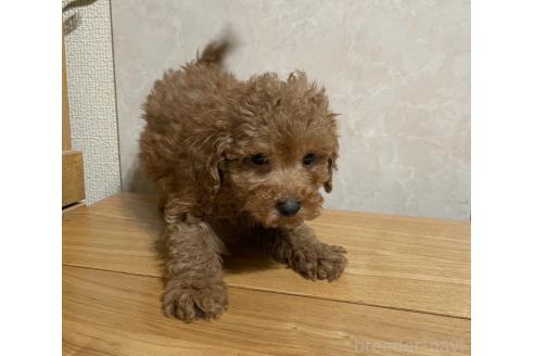 成約済の東京都のトイプードル-362739の5枚目