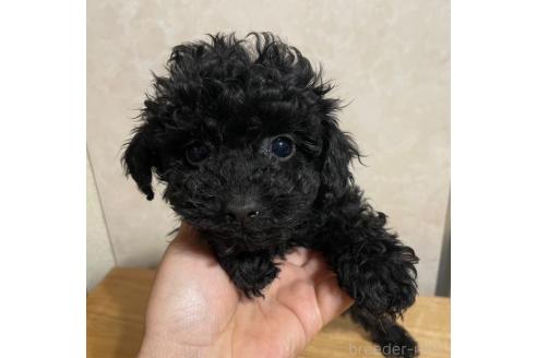 成約済の東京都のトイプードル-362740の1枚目